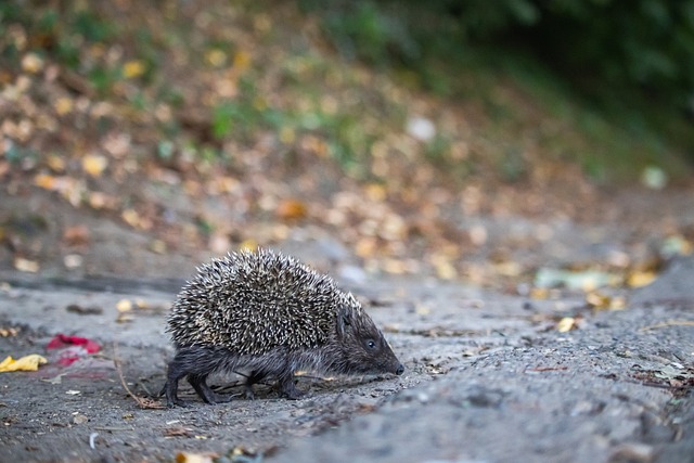 福克斯：哈珀和卡斯尔非常无私，我们还有更大的目标要去实现